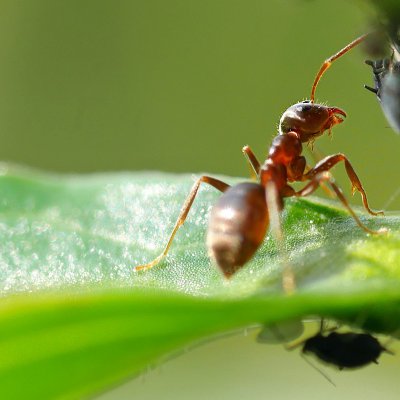 Ameise und Blattlaus in Symbiose